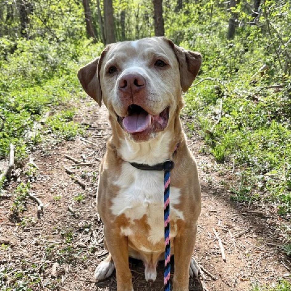 Enlarge Buddy, a Adoptable mixed breed in Aldie, VA image 1/6