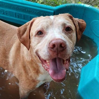 Buddy, a Adoptable mixed breed in Aldie, VA image 2/6