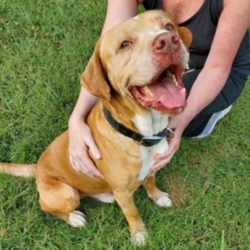 Enlarge Buddy, a Adoptable mixed breed in Aldie, VA image 2/6