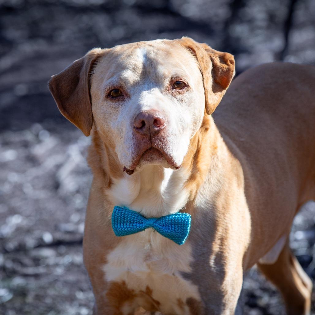 Enlarge Buddy, a Adoptable mixed breed in Aldie, VA image 4/6
