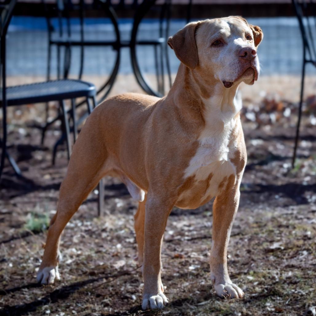Enlarge Buddy, a Adoptable mixed breed in Aldie, VA image 5/6