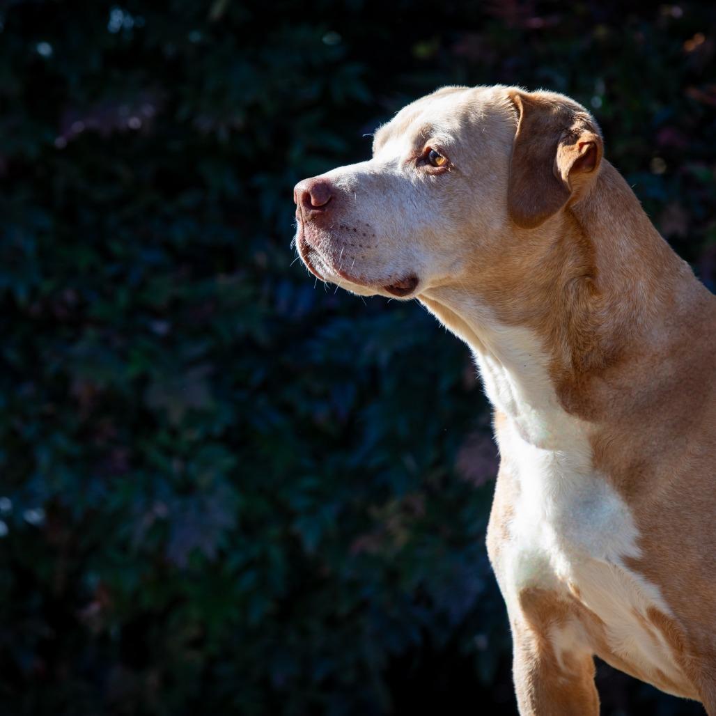 Enlarge Buddy, a Adoptable mixed breed in Aldie, VA image 6/6
