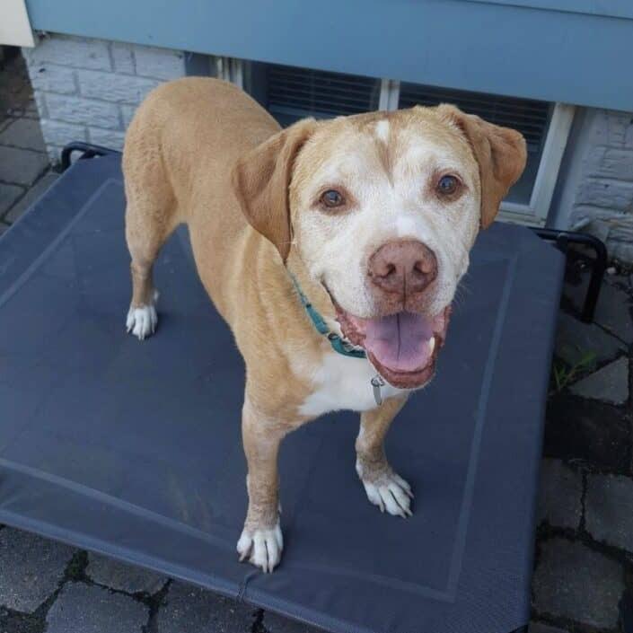 Enlarge Buddy, a Adoptable mixed breed in Aldie, VA image 6/6