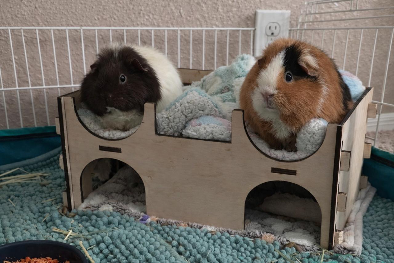 Enlarge Mocha and Anna, a ADOPTABLE Teddy in Wellington, CO image 1/2