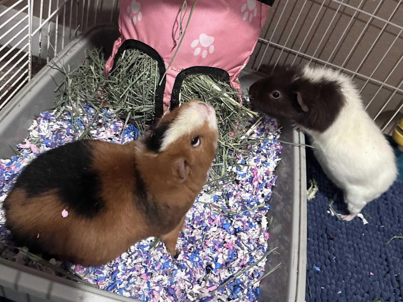 Enlarge Mocha and Anna, a ADOPTABLE Teddy in Wellington, CO image 2/2