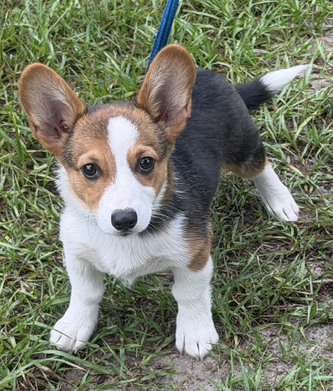 Fergus, adoptable, Young Male Corgi.