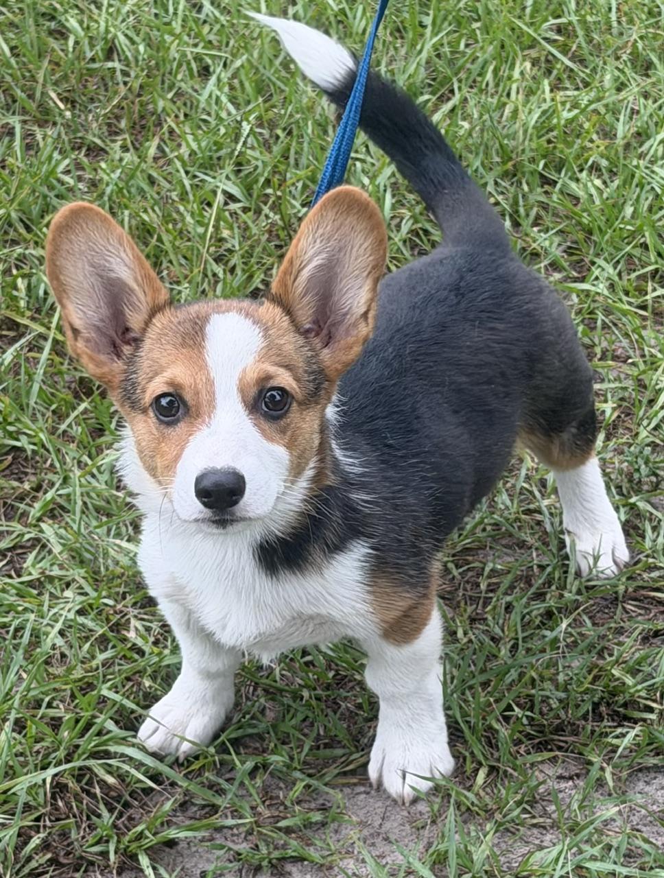 Enlarge Fergus, an adoptable Corgi in Orlando, FL image 4/5