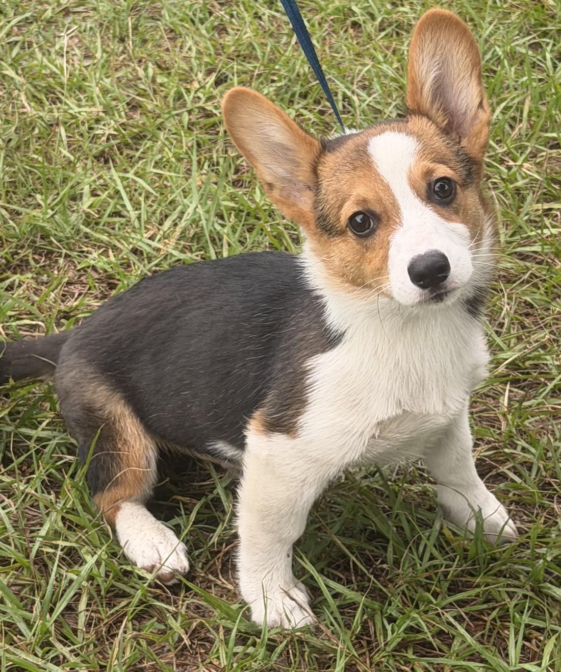 Enlarge Fergus, an adoptable Corgi in Orlando, FL image 2/5