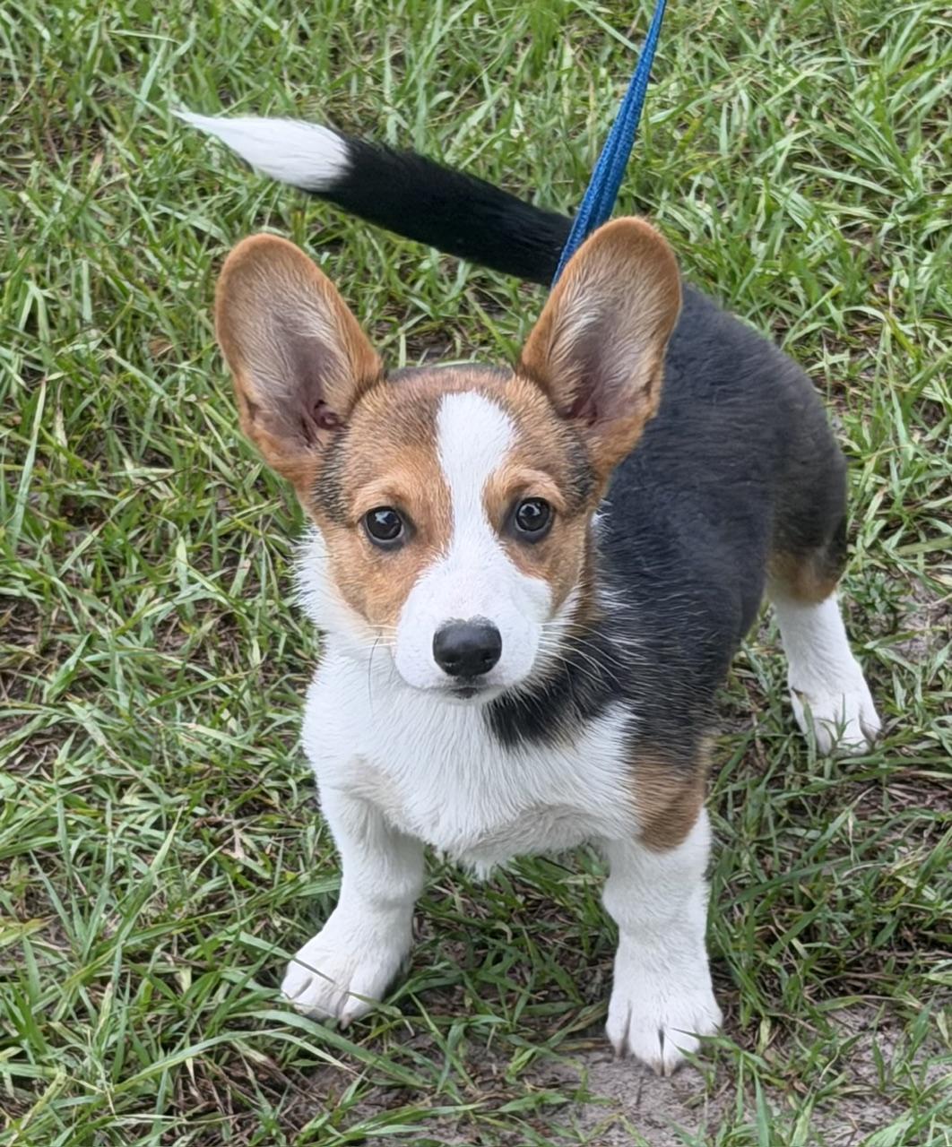 Enlarge Fergus, an adoptable Corgi in Orlando, FL image 3/5