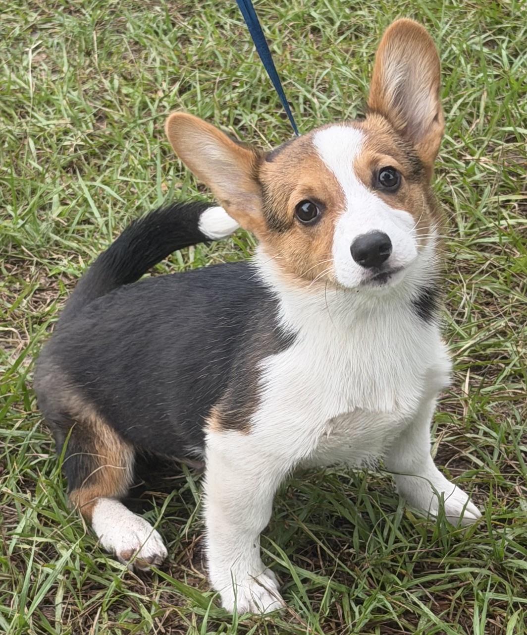 Enlarge Fergus, an adoptable Corgi in Orlando, FL image 5/5