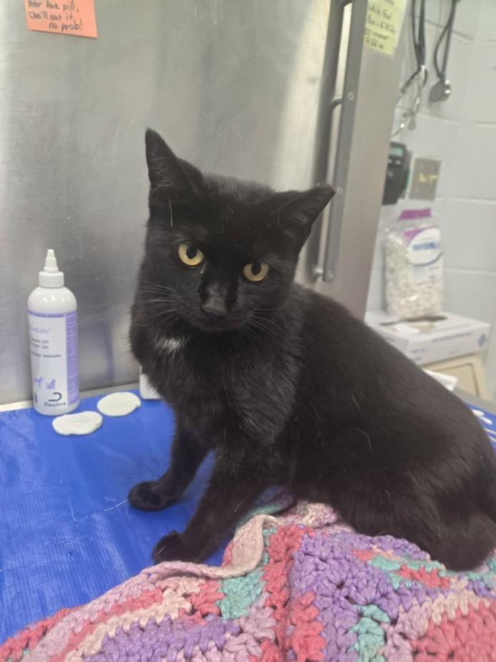 Enlarge MINNIE, a Adoptable Domestic Short Hair in Hagerstown, MD image 1/1