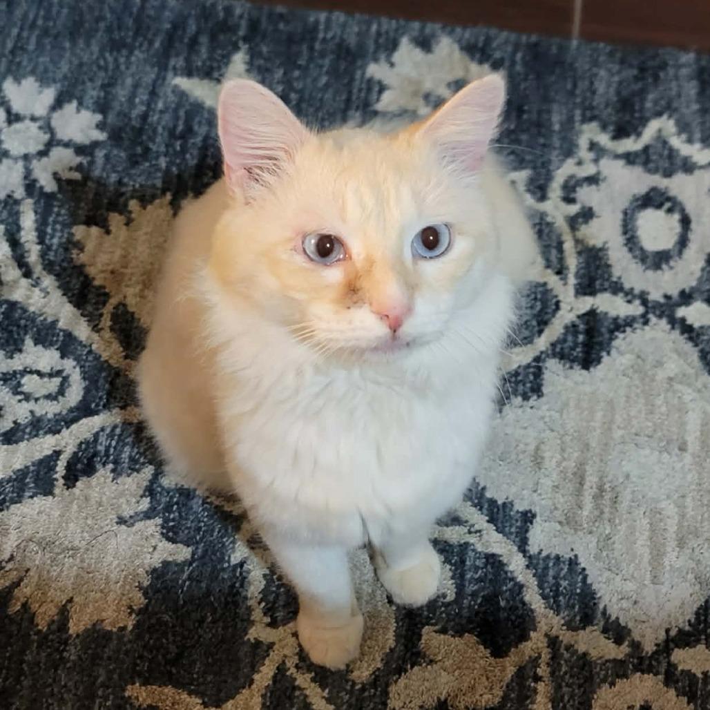 Enlarge Nimbus, a Adoptable mixed breed in Mobile, AL image 1/6