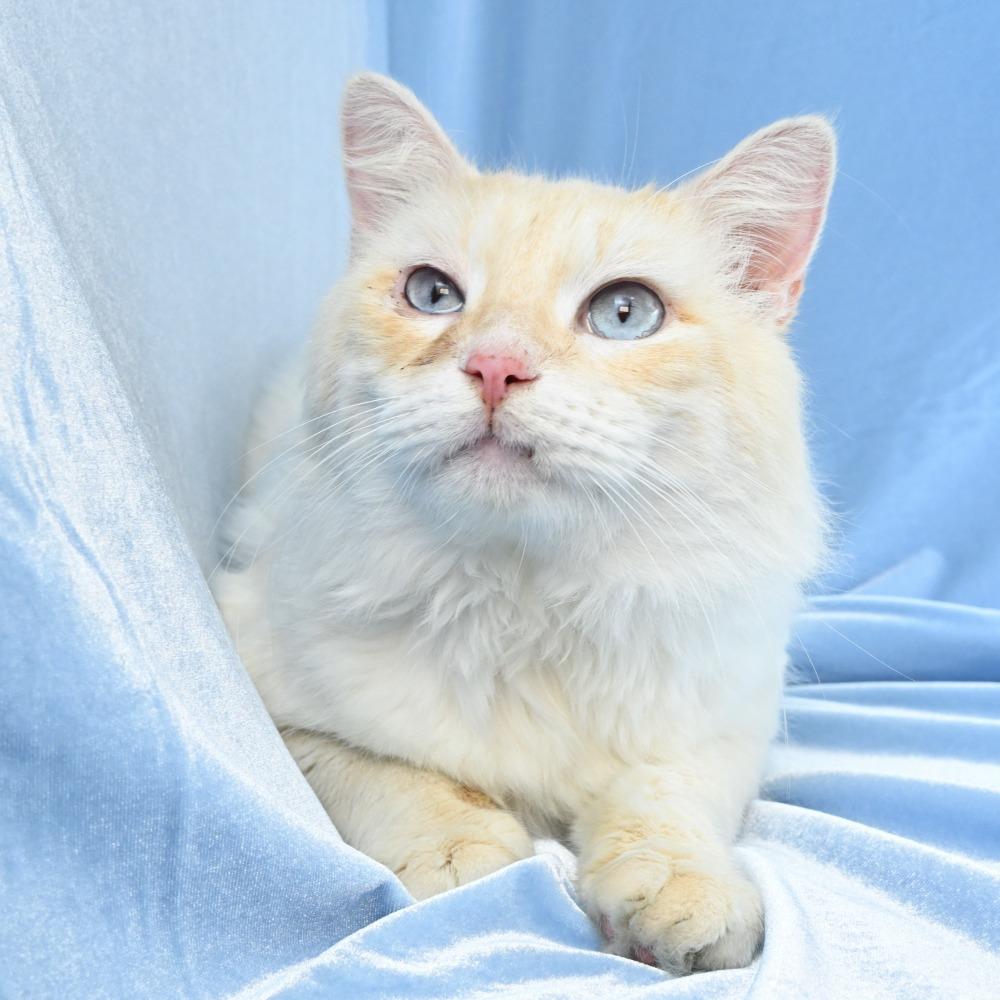 Enlarge Nimbus, a Adoptable mixed breed in Mobile, AL image 2/6