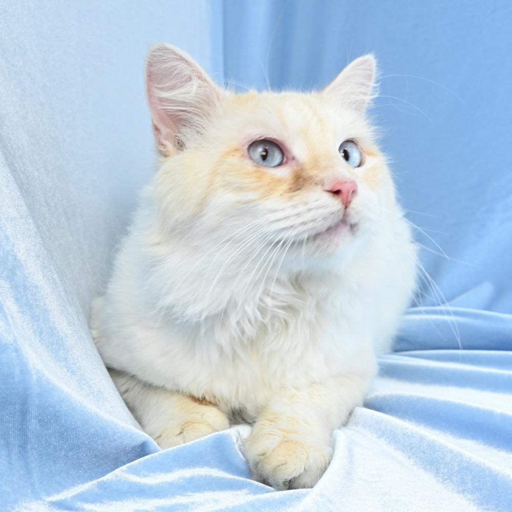 Enlarge Nimbus, a Adoptable mixed breed in Mobile, AL image 3/6