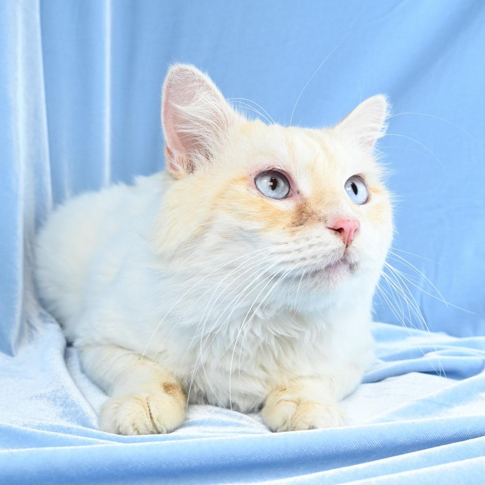Enlarge Nimbus, a Adoptable mixed breed in Mobile, AL image 4/6