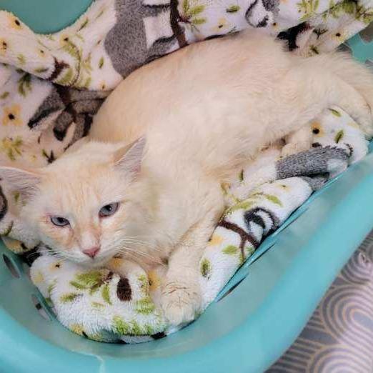 Nimbus, Adoptable, Adult Male Siamese & Domestic Medium Hair.