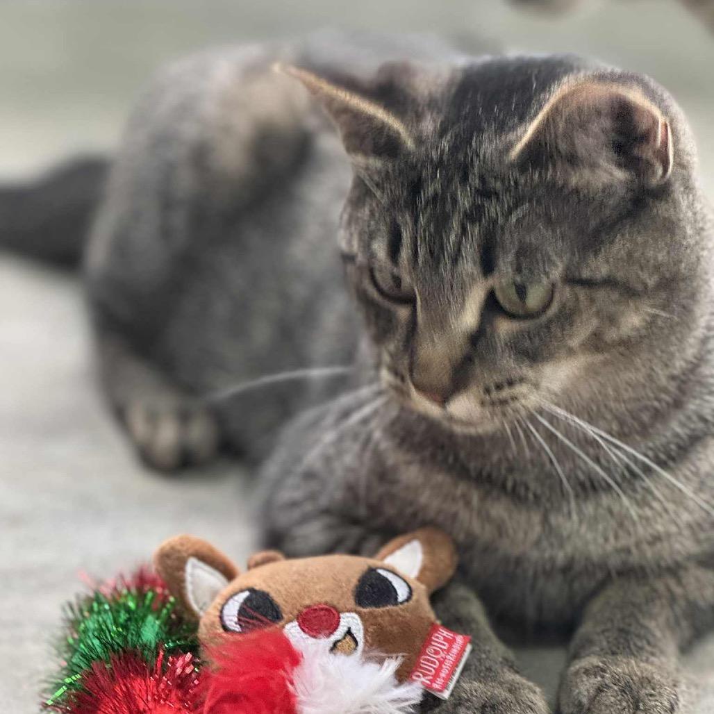 Jasmine (Mom), Adoptable, Young Female Domestic Short Hair.