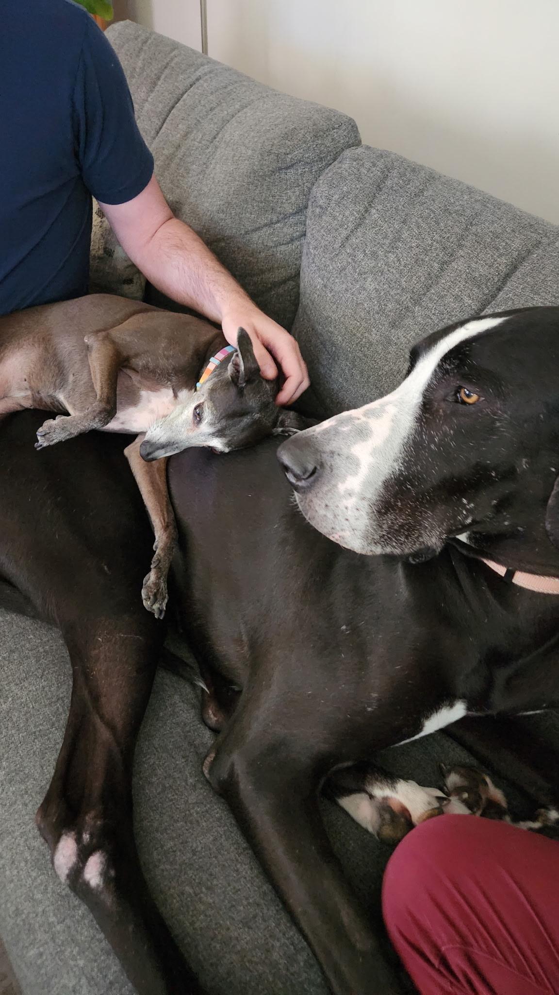 Martha, a Adopted Great Dane in Oakland, CA image 2/5