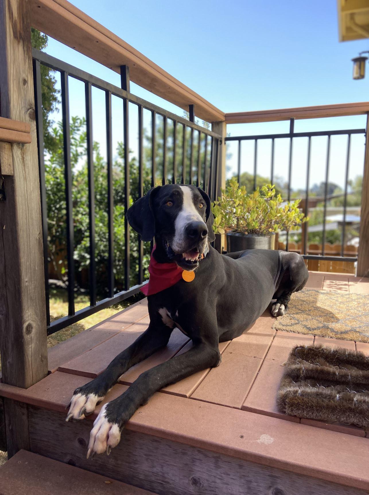 Martha, a Adopted Great Dane in Oakland, CA image 3/5