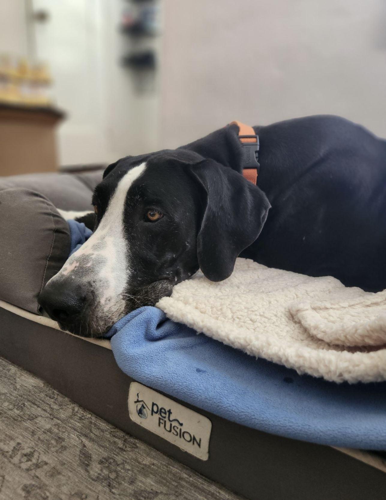 Martha, a Adopted Great Dane in Oakland, CA image 1/5