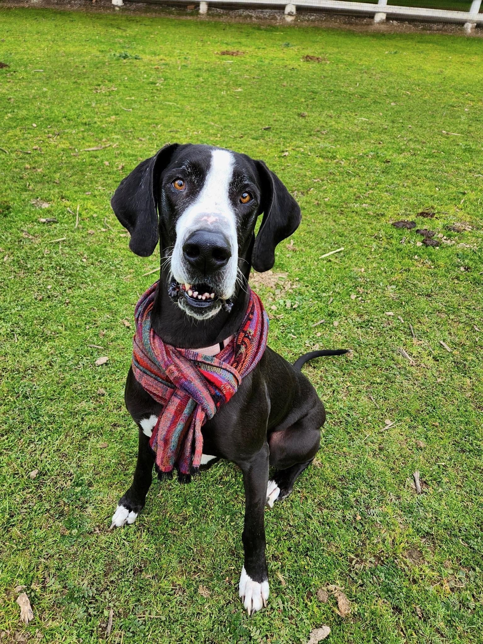 Martha, a Adopted Great Dane in Oakland, CA image 4/5