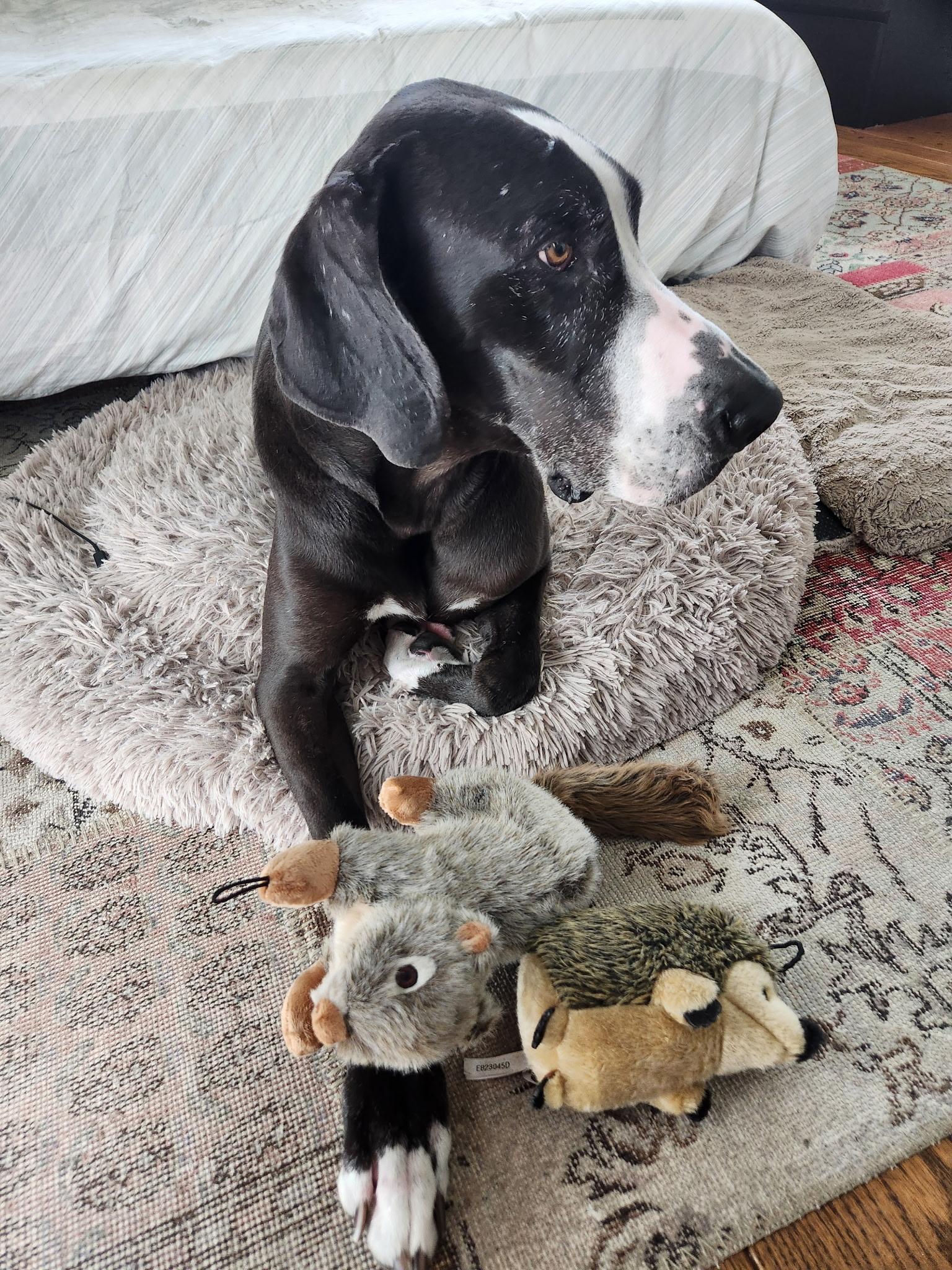Martha, a Adopted Great Dane in Oakland, CA image 5/5