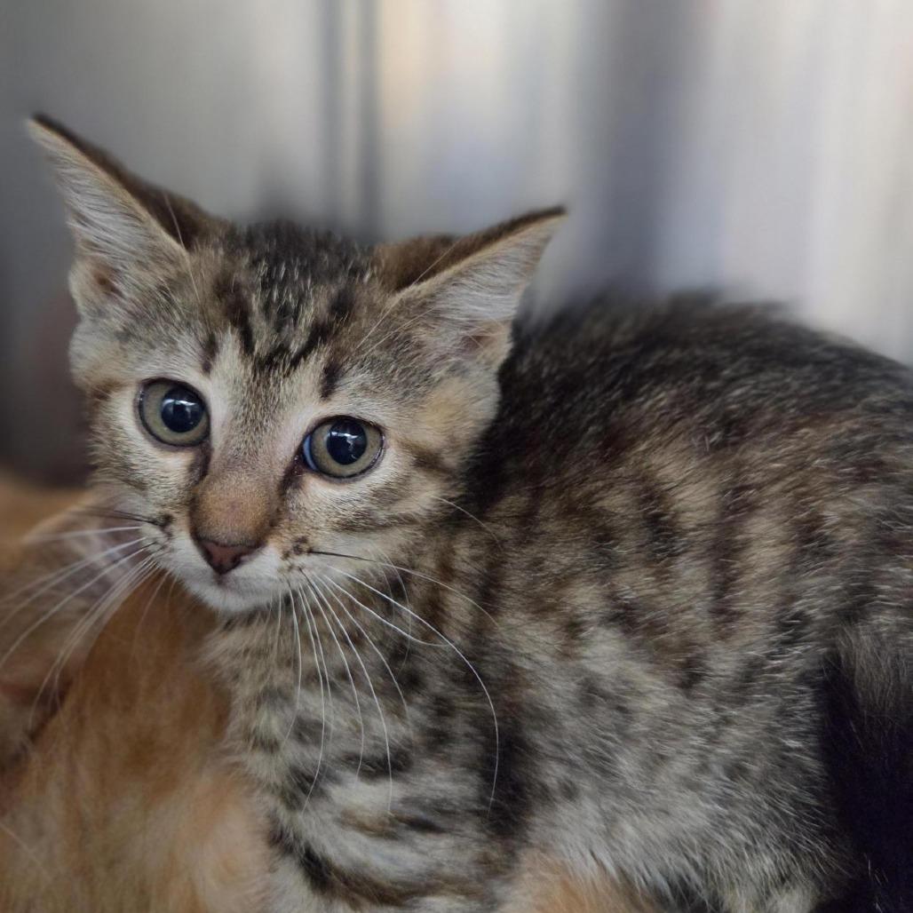 Dory, Adoptable, Kitten Female Domestic Short Hair.