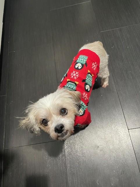 Izzy, ADOPTABLE, Senior Female Shih Tzu.