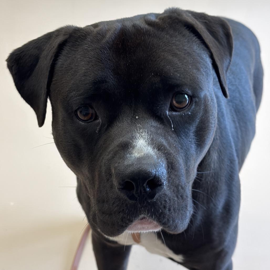 Mighty, Adoptable, Young Male American Bulldog & American Staffordshire Terrier.
