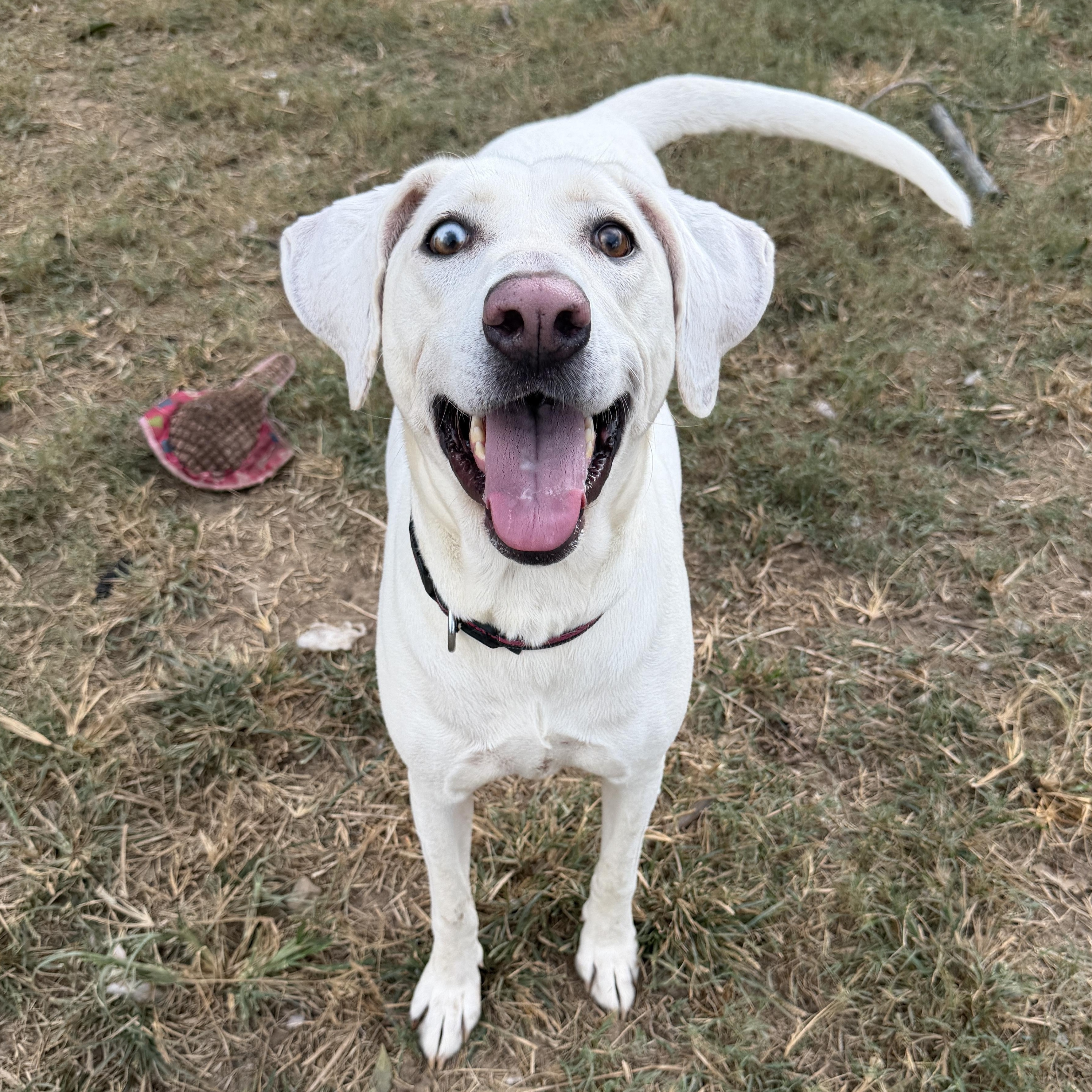 Dixie, Adoptable, Adult Female Labrador Retriever & Husky.