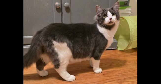 Enlarge Purrelli, a Adoptable Domestic Long Hair in Kinston, NC image 1/3
