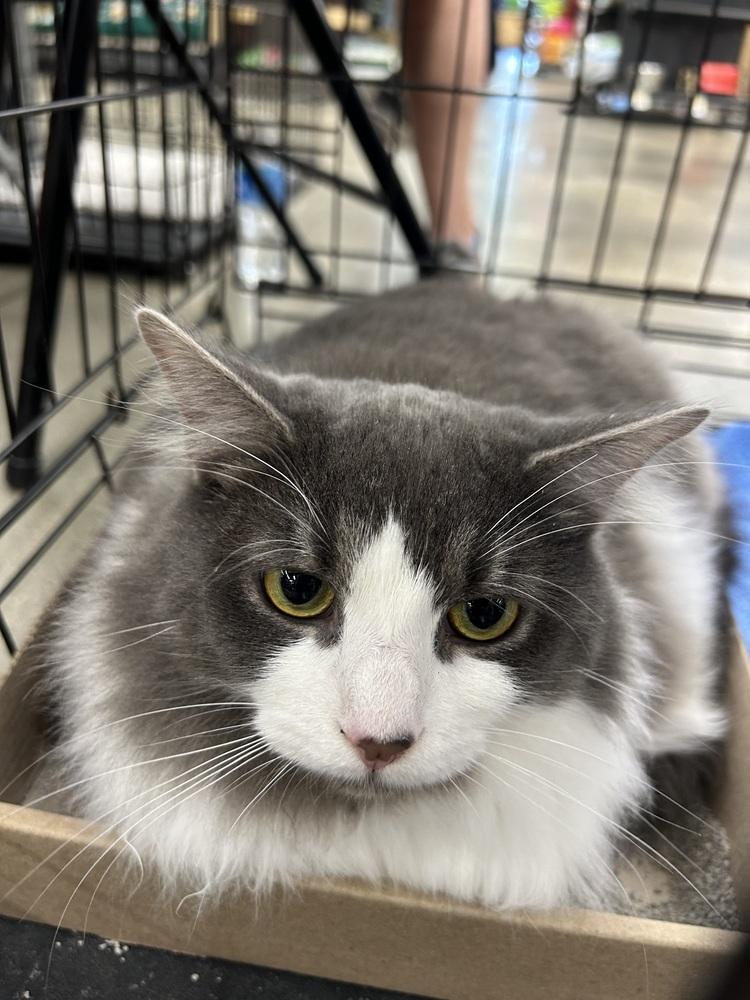 Enlarge Purrelli, a Adoptable Domestic Long Hair in Kinston, NC image 2/3