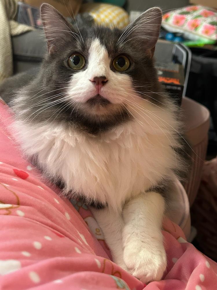 Enlarge Purrelli, a Adoptable Domestic Long Hair in Kinston, NC image 3/3