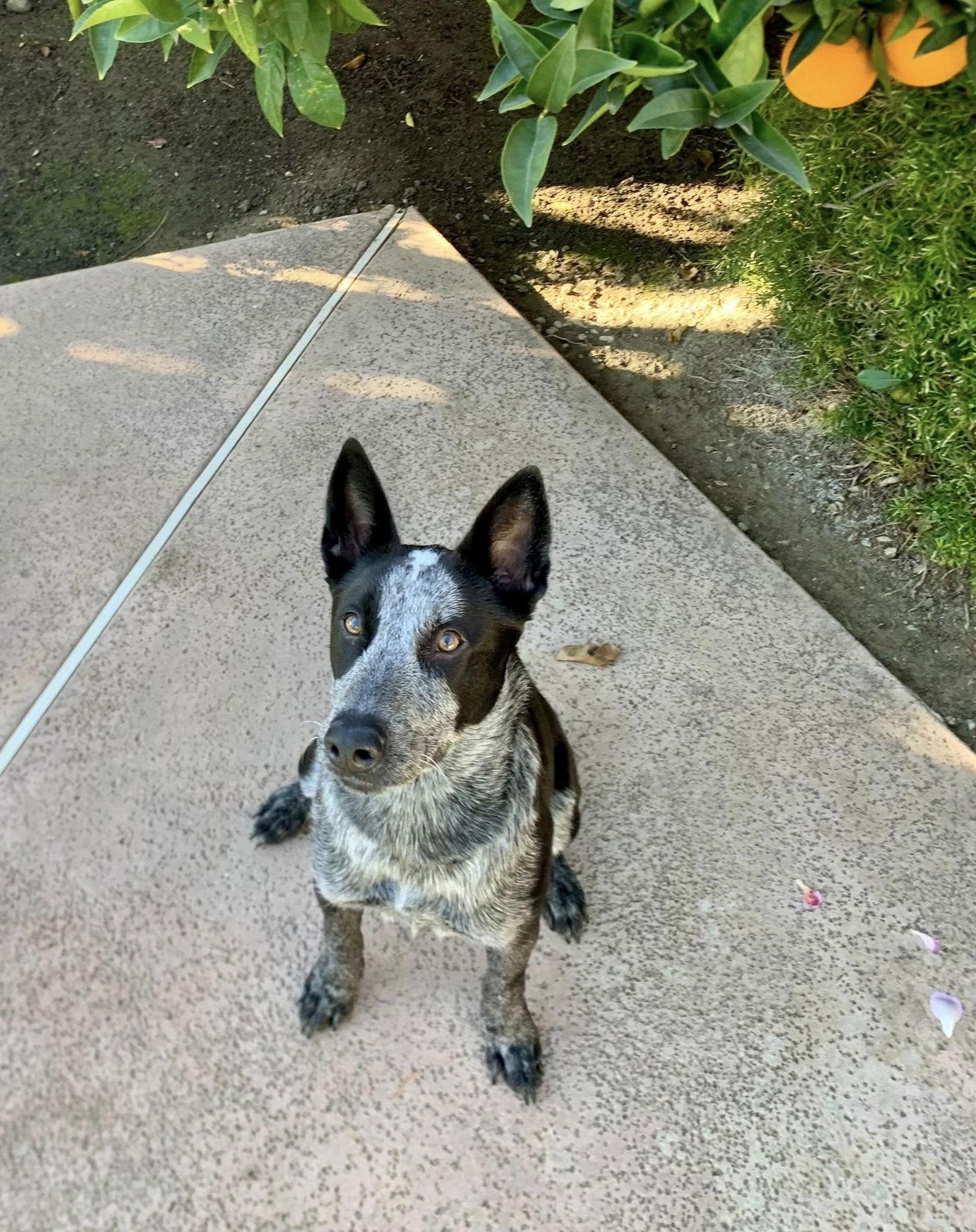 Wednesday, Adoptable, Young Female Australian Cattle Dog / Blue Heeler.