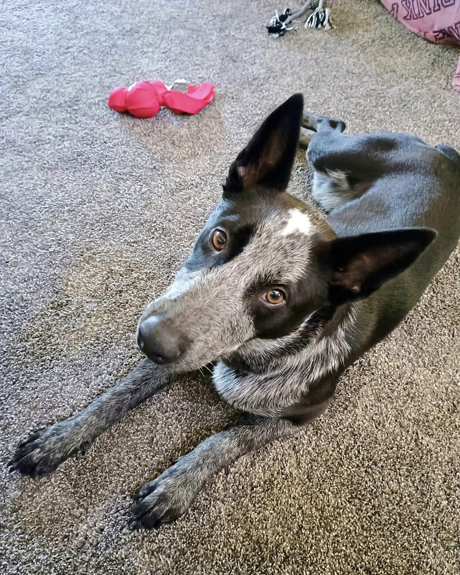 Enlarge Wednesday, a Adoptable Australian Cattle Dog / Blue Heeler in Paso Robles, CA image 2/3