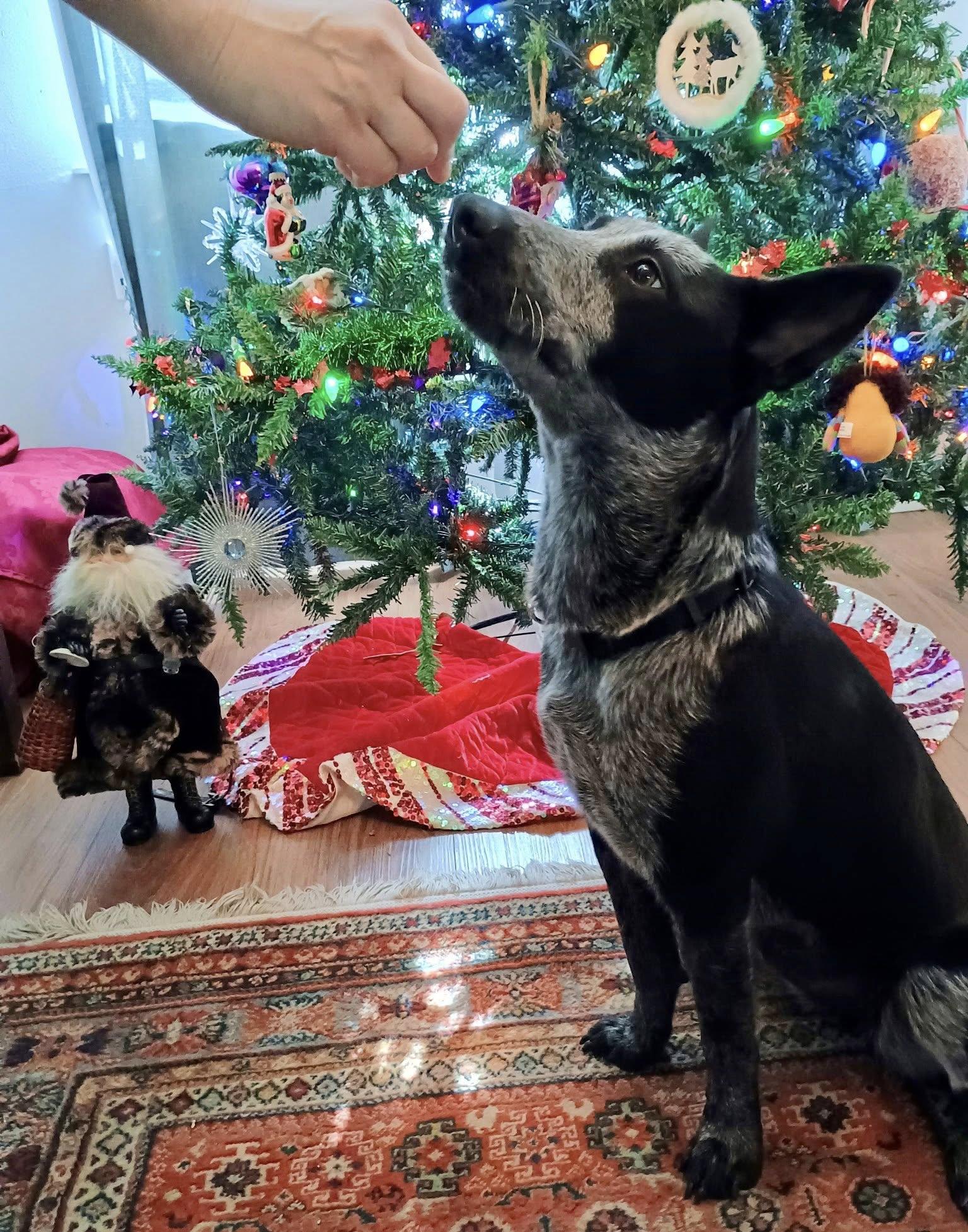 Enlarge Wednesday, a Adoptable Australian Cattle Dog / Blue Heeler in Paso Robles, CA image 3/3