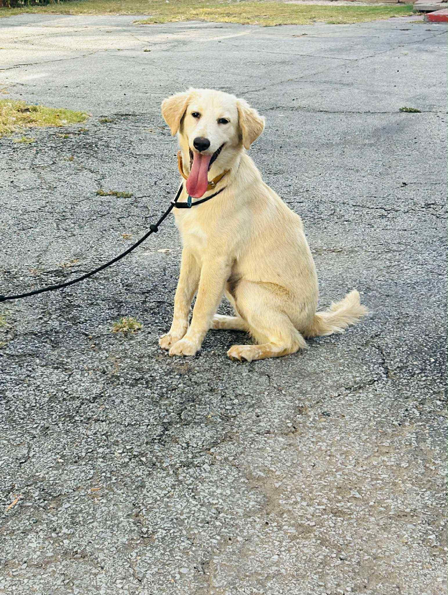 Macy, Adoptable, Young Female Retriever.