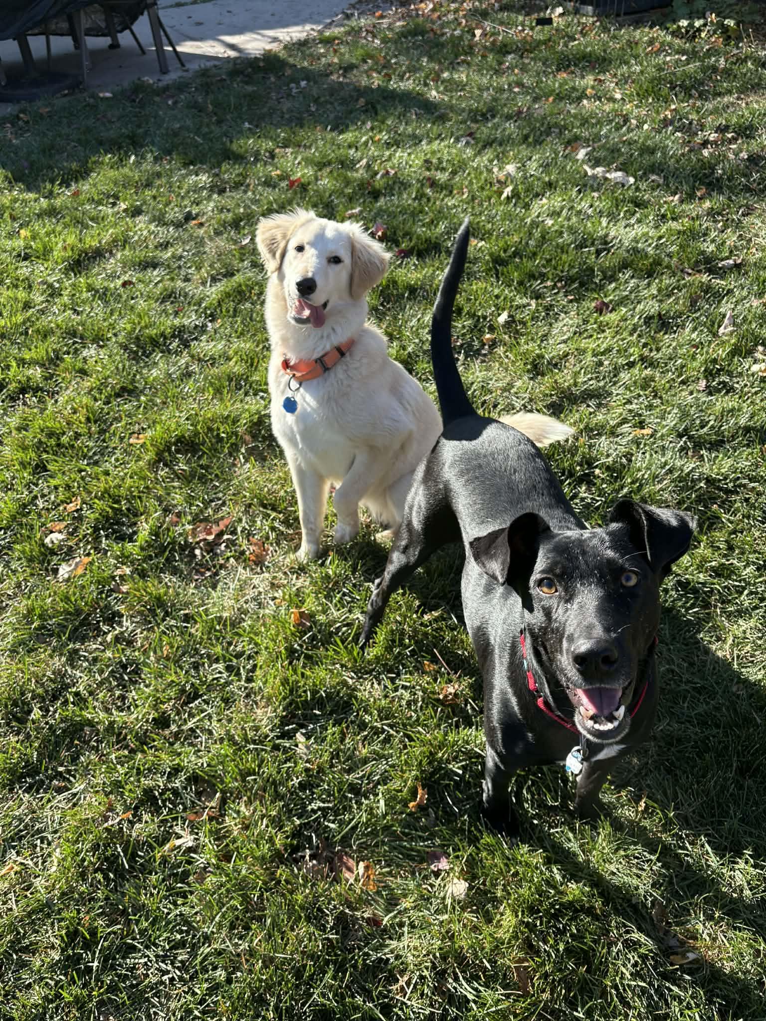 Macy, a Adoptable mixed breed in Royal Oak, MI image 2/4
