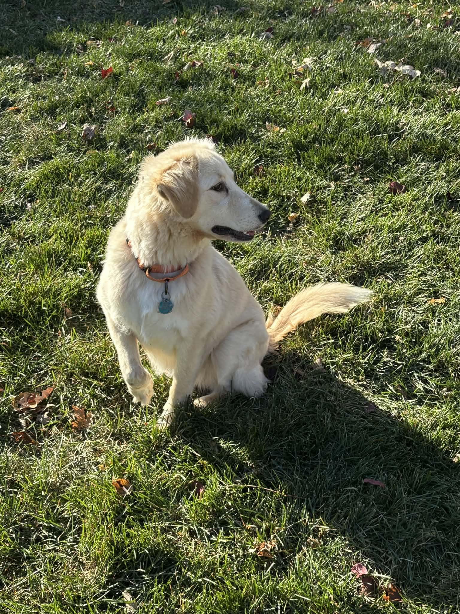 Macy, a Adoptable mixed breed in Royal Oak, MI image 4/4
