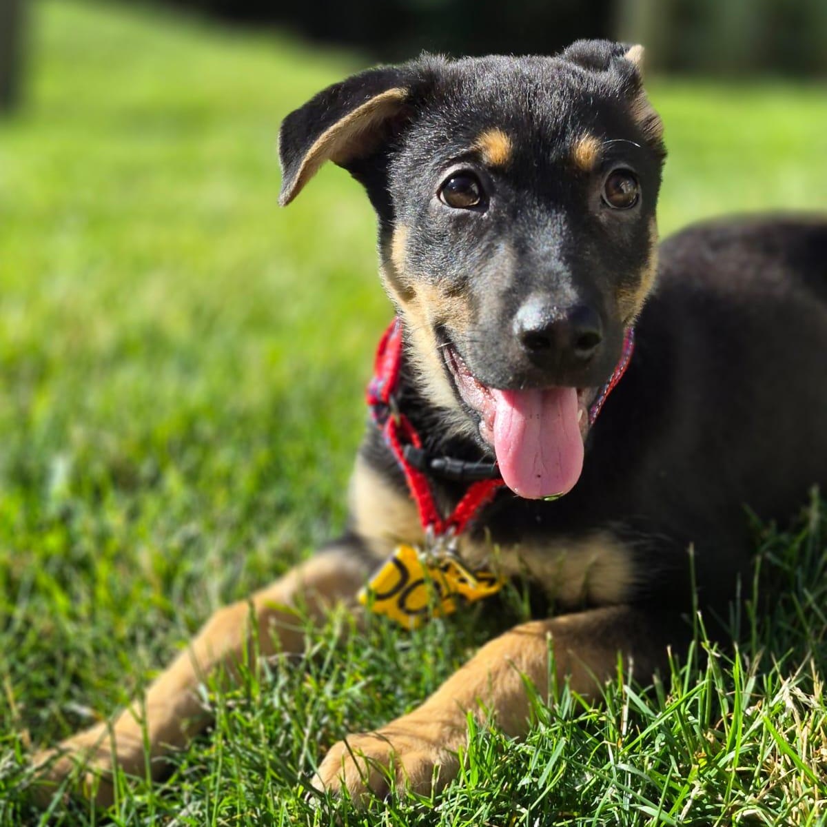 Enlarge Linus, an adoptable mixed breed in Mississauga , ON image 2/6