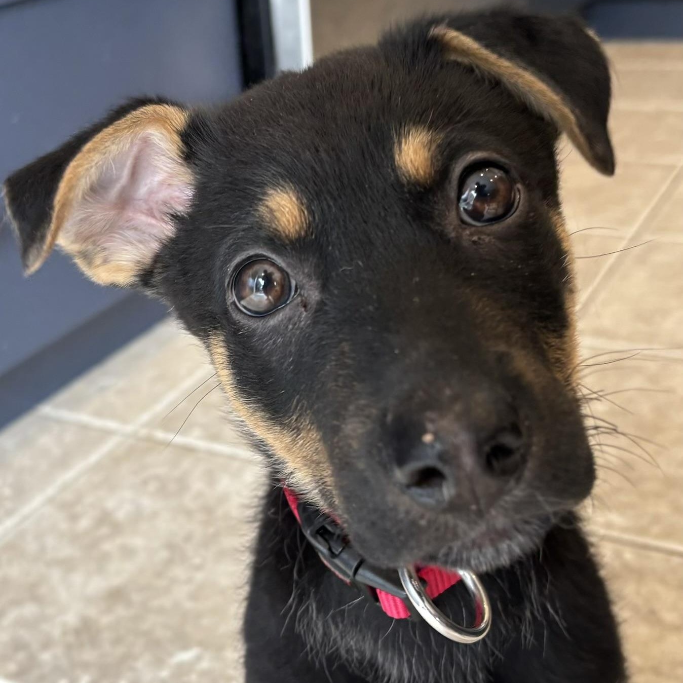Enlarge Linus, an adoptable mixed breed in Mississauga , ON image 4/6
