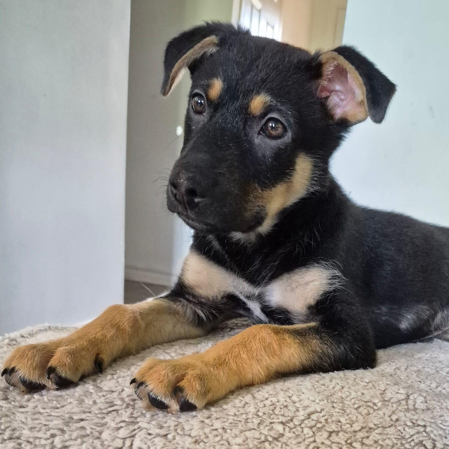Enlarge Linus, an adoptable mixed breed in Mississauga , ON image 6/6