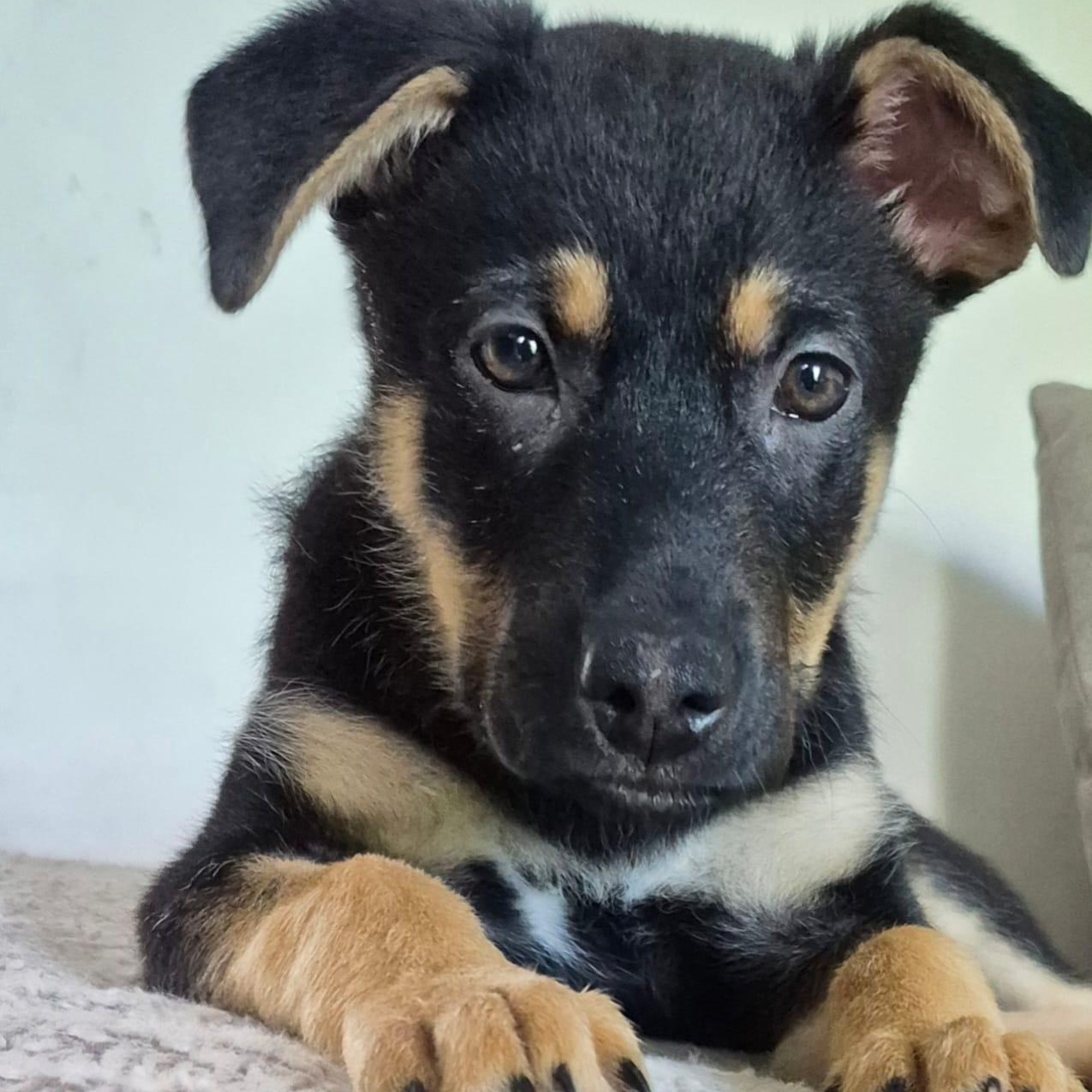 Enlarge Linus, an adoptable mixed breed in Mississauga , ON image 3/6