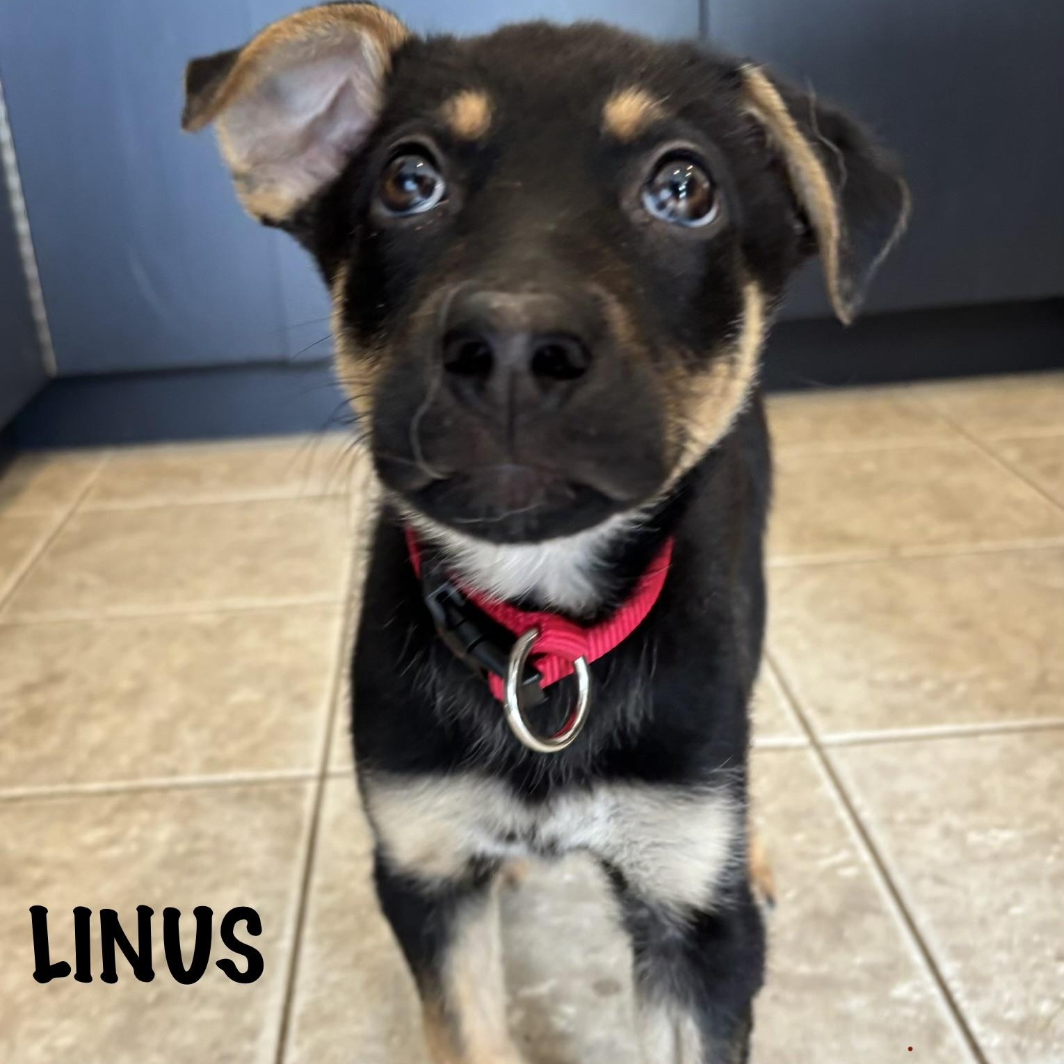 Enlarge Linus, an adoptable mixed breed in Mississauga , ON image 5/6