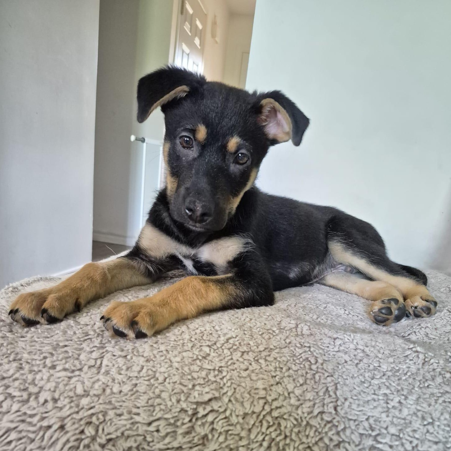 Linus, adoptable, Puppy Male German Shepherd Dog.