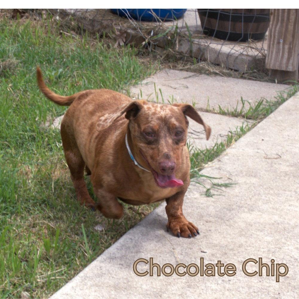 Chocolate Chip, Adoptable, Adult Male Dachshund.