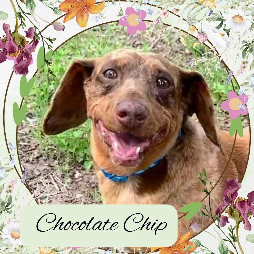 Enlarge Chocolate Chip, a Adoptable Dachshund in San Antonio, TX image 2/3