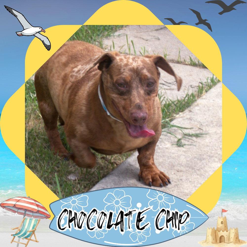 Chocolate Chip, Adoptable, Adult Male Dachshund.