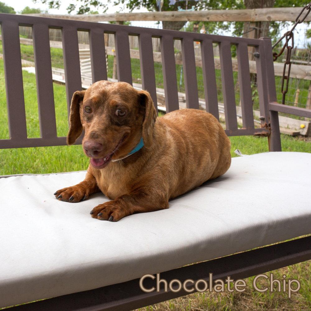 Chocolate Chip, a Adoptable Dachshund in San Antonio, TX image 2/3