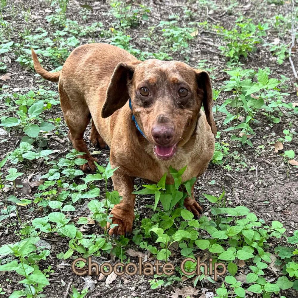 Enlarge Chocolate Chip, a Adoptable Dachshund in San Antonio, TX image 3/3
